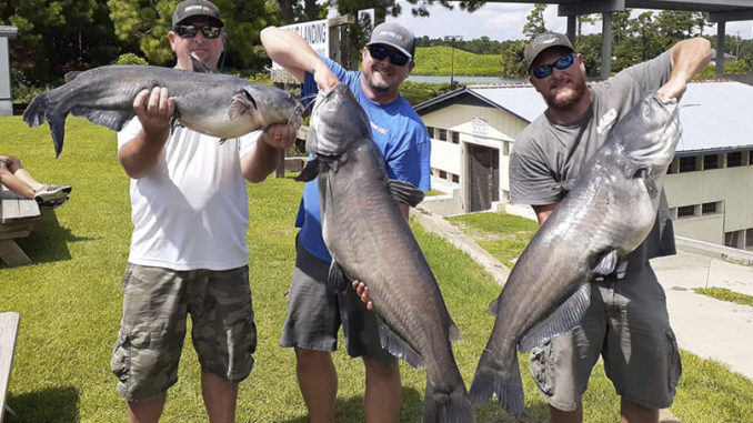 3 catfish totaling 103.7 pounds wins Santee tournament - Carolina Sportsman
