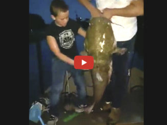 62.5-pound flathead catfish