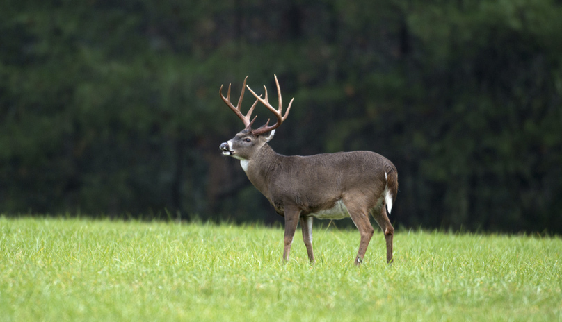 CWD