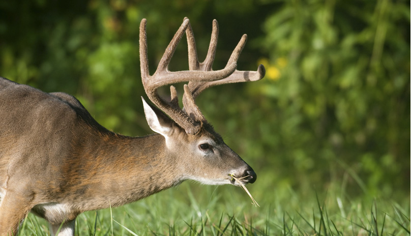deer lottery
