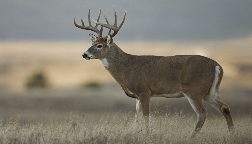 deer hunting
