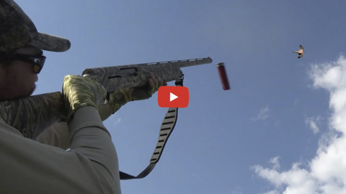 dove hunting