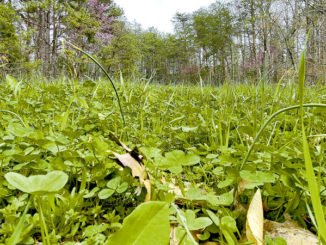 food plots