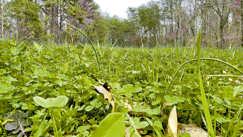 food plots
