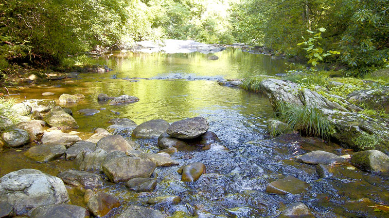 trout