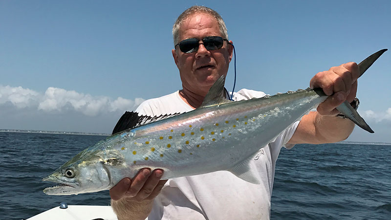 Spanish mackerel