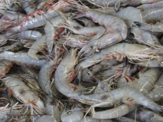 shrimp baiting