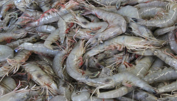 shrimp baiting