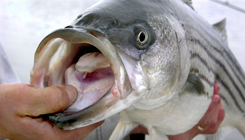 striped bass