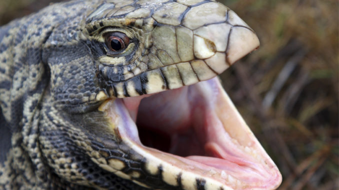tegu lizard