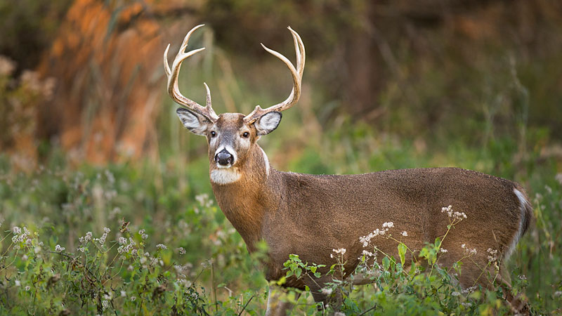 deer