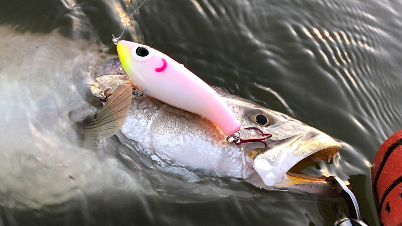 trout