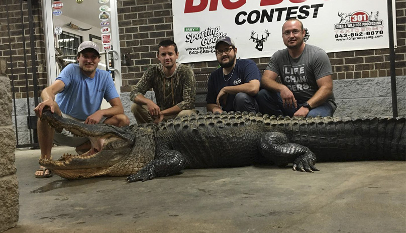 Santee gator