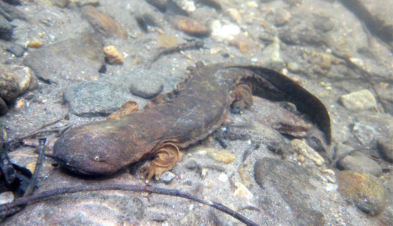 hellbender
