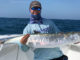 king mackerel