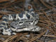 Pine snake