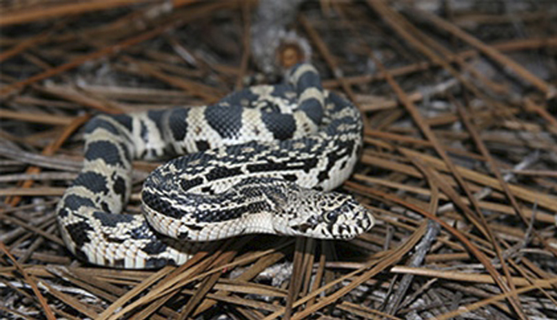 Pine snake