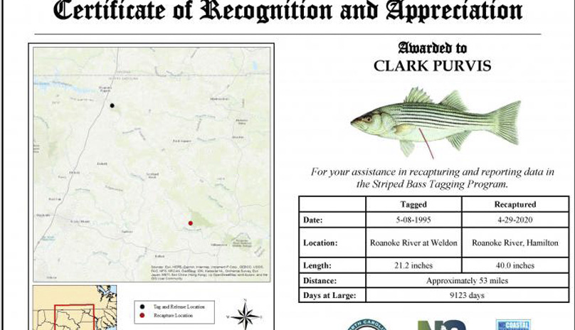 Roanoke River striper