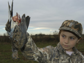youth-only dove hunt