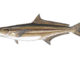 cobia