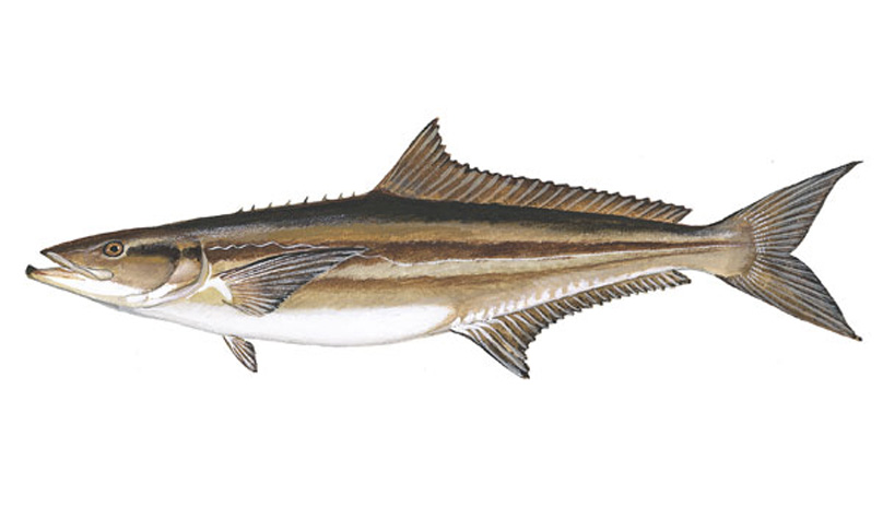 cobia