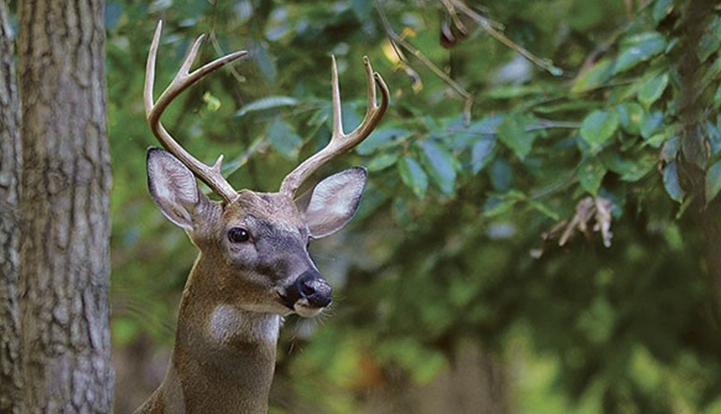 deer remains