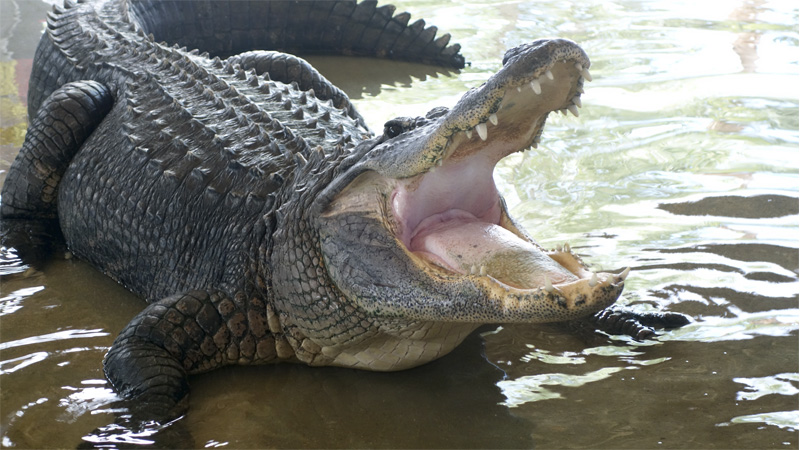 alligator harvests
