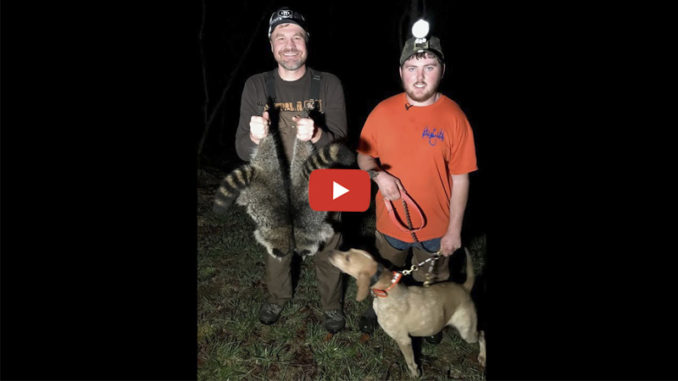 coon hunting