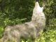 coyote