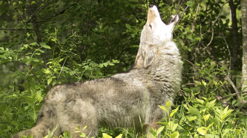 coyote