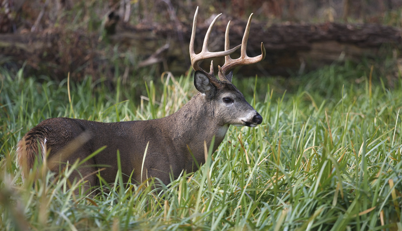 deer carcass