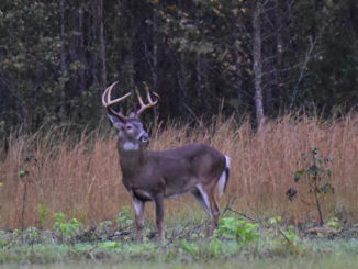 rut