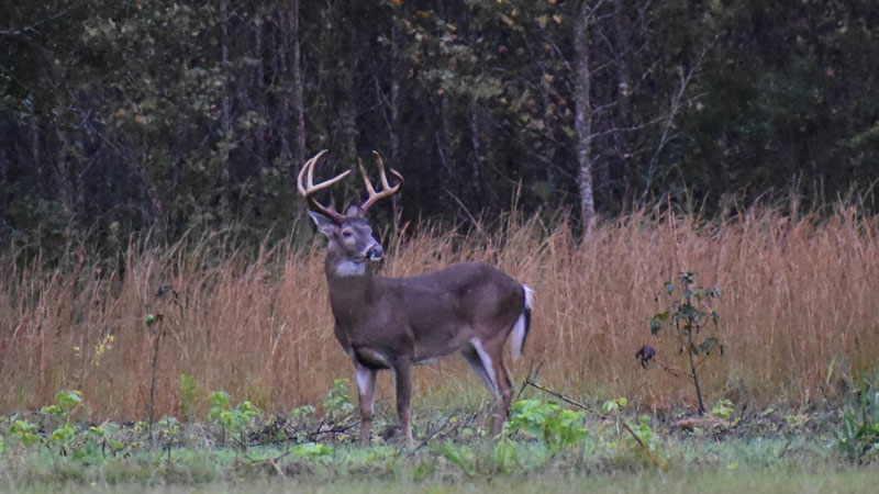 rut