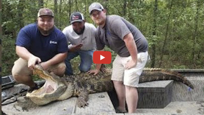 Santee gator