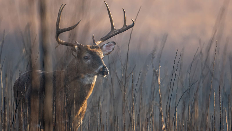 rut