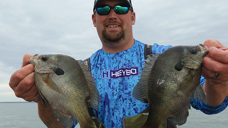 bream