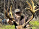 14-point buck