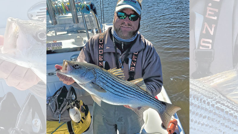 stripers