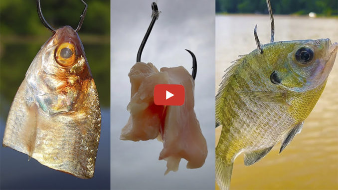 catfish