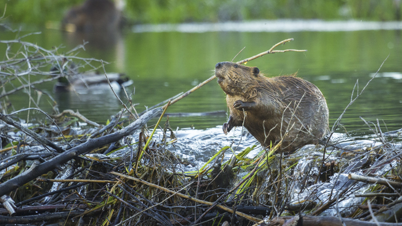 beaver