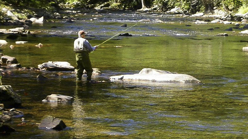 mountain trout