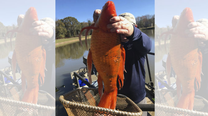 goldfish