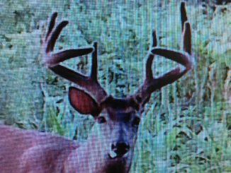 220-pound buck