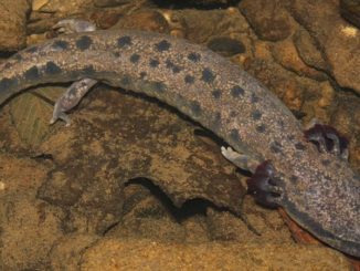 mudpuppy