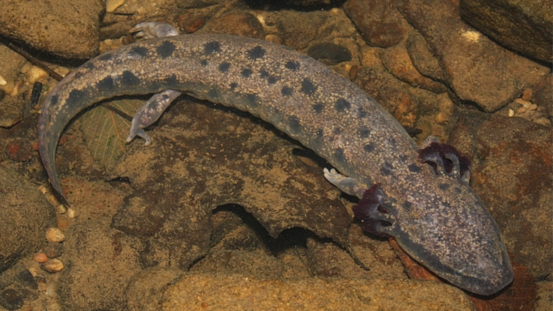 mudpuppy