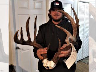 13-point buck