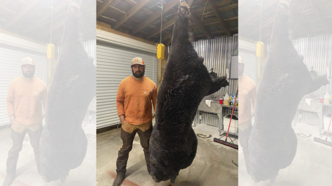 bear