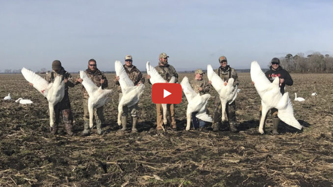 tundra swan