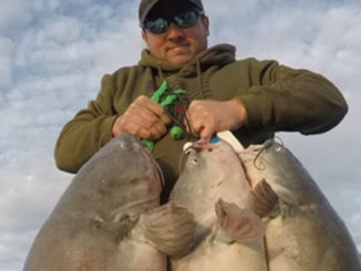 catfish