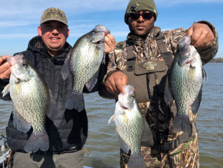 crappie